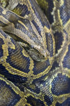 Close-up photo of burmese python