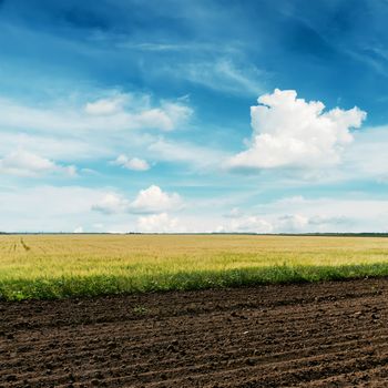 agriculture fields and deep blue sky