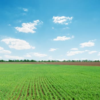 light clouds over green agriculture field