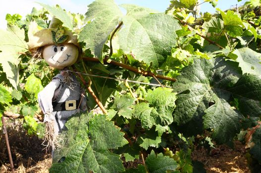 One Small Funny Scarecrow on a Green Vineyard