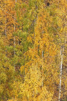 Top view on colorful autumn trees