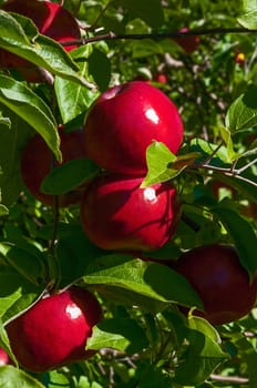 Courtland Apples fresh on the tree