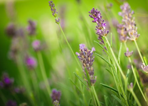 Field of lavender flower closeup on blurred background