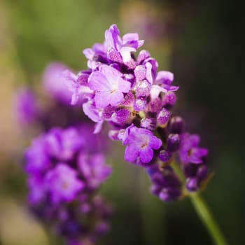 Field of lavender flower closeup on blurred background