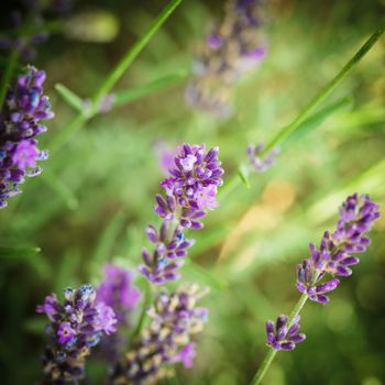 Field of lavender flower closeup on blurred background