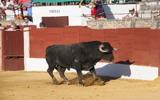 Capture of the figure of a brave bull in a bullfight, Spain