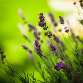 Field of lavender flower closeup on blurred background