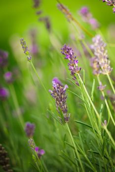 Field of lavender flower closeup on blurred background