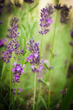 Field of lavender flower closeup on blurred background