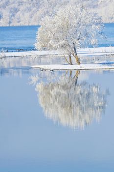 frosty tree in the water mirror