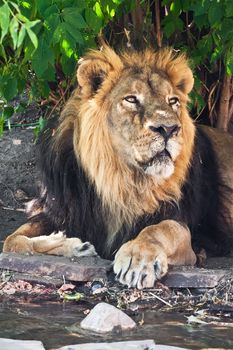 King of animals - African male lion in zoo