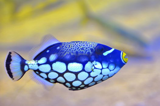 colorful butterfly-fish in an aquarium