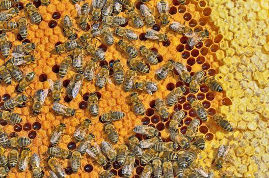 macro shot of bees swarming on a honeycomb