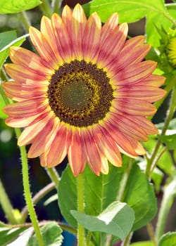 Red sunflower shoot in garden