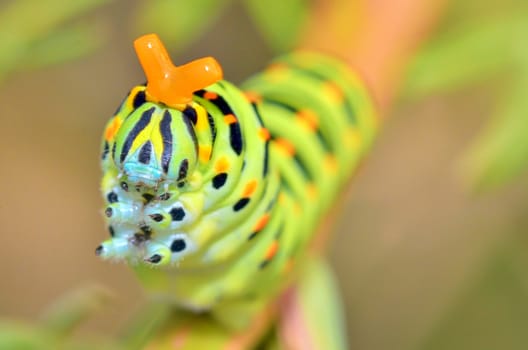 wild caterpillar of Papilio Macaone on a green background