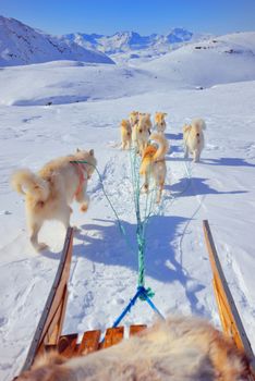 dog sledging in spring time in greenland