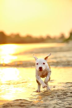  American Staffordshire terrier running on river edge