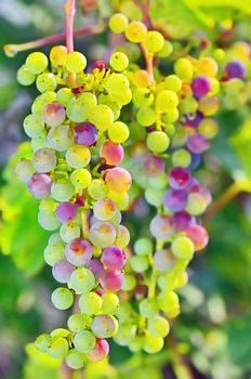 macro unripe grapes in a vineyard
