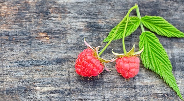 fresh raspberries with  with stems and leaves on wooden background
