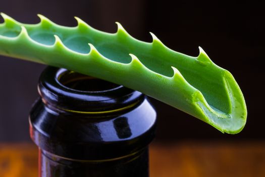 fresh aloe vera leaf with a capacity for medication