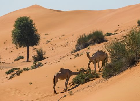 Desert landscape with camel. Sand, camel and blue sky with clouds. Travel adventure background.