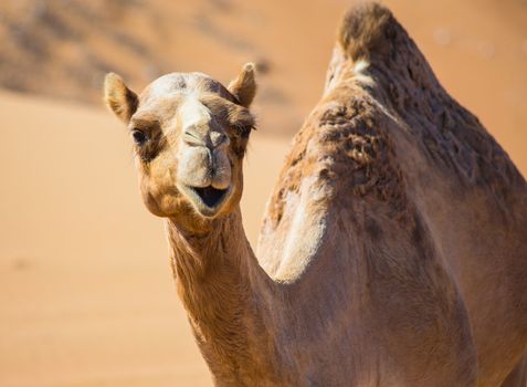 Desert landscape with camel. Sand, camel and blue sky with clouds. Travel adventure background.