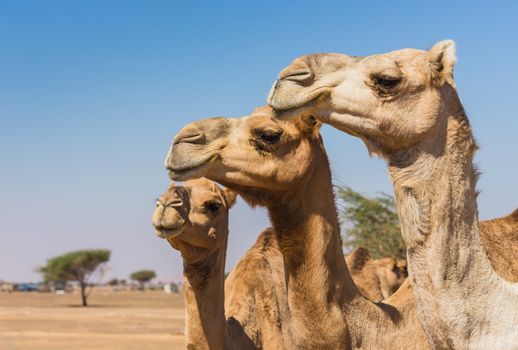 Desert landscape with camel. Sand, camel and blue sky with clouds. Travel adventure background.