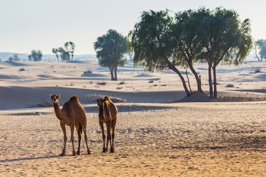 Desert landscape with camel. Sand, camel and blue sky with clouds. Travel adventure background.