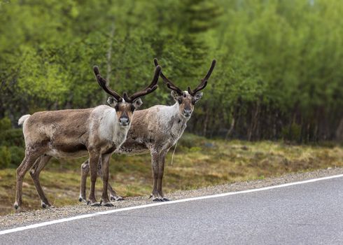 Two reindeer seems to be copies of each other when they look at the photographer before crossing the road.