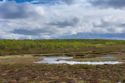 Dangerous marshland in between rigs of short trees in the north of Lapland.