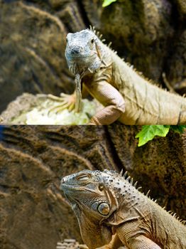 General view of a large iguana lizards, side view