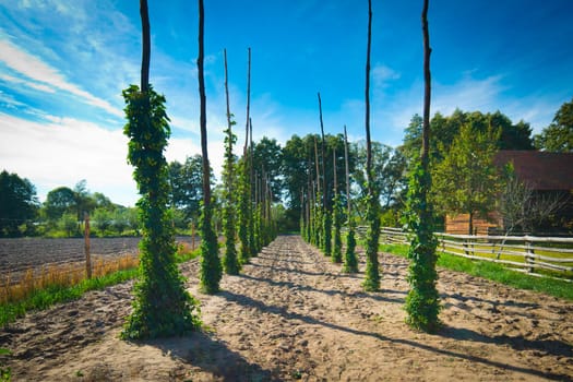 Hop poles on small field