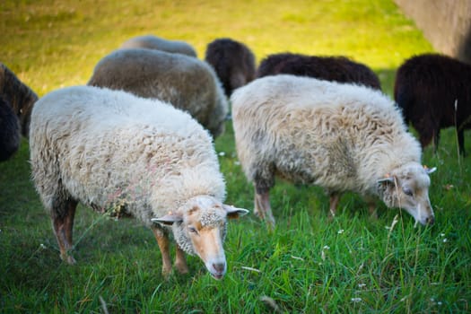 Herd of sheeps during pasture