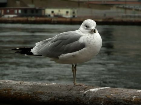 Close-up of a Seagull over the Hudson River, New York, USA