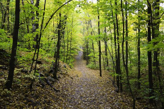 Trail in the forest