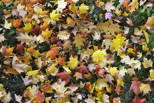 Colorful autumn leaves