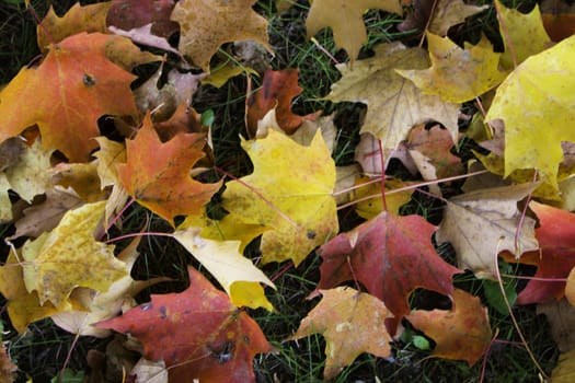 Colorful autumn leaves