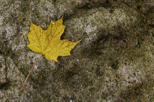 Yellow maple leaf on a rock - background