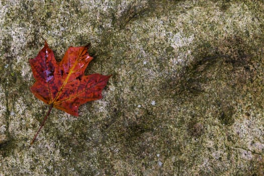 Red maple leaf on a rock - background