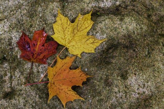 Maple leafs on a rock - background