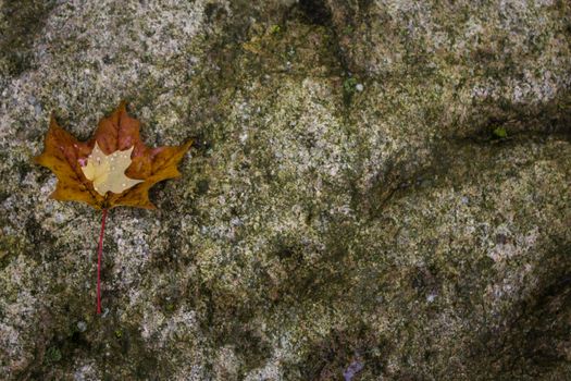 Maple leafs on a rock - background
