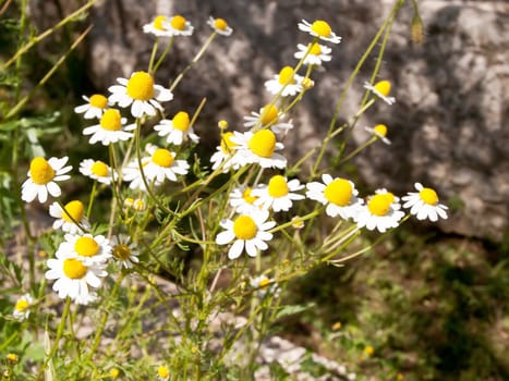 open wild camomile on spring sunshine