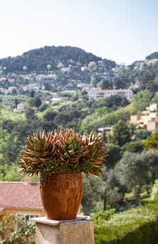 Cactus in cermic jar with French countryside in background