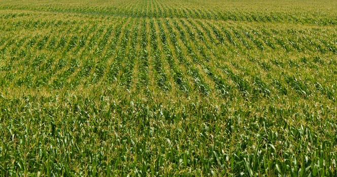 A field of fresh corn