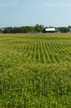 A field of fresh corn
