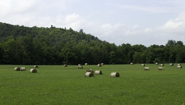 Bails of hay on a farm field.