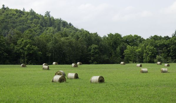 Bails of hay on a farm field.