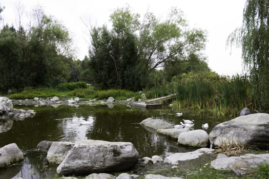 Tranquil pond with wildlife