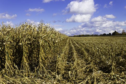 Corn field during harvest