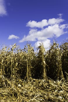 Corn field during harvest